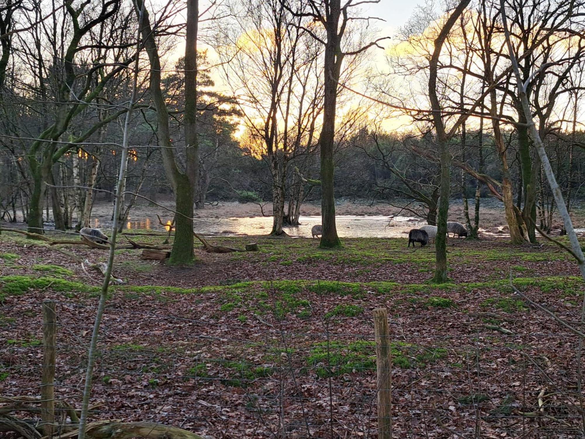 Natuurhuisje Meppen Extérieur photo