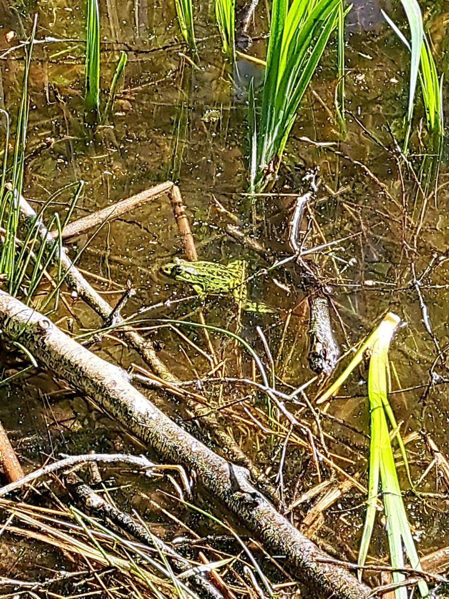 Natuurhuisje Meppen Extérieur photo