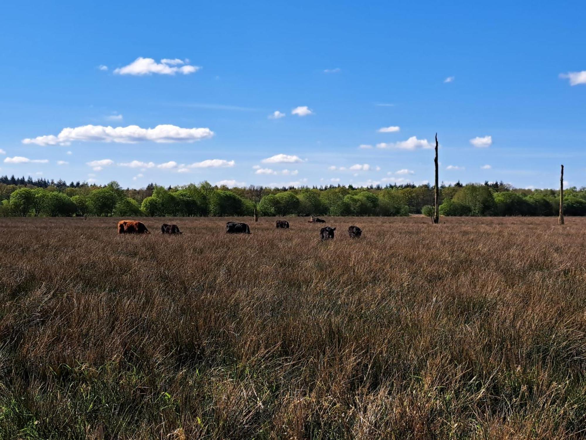 Natuurhuisje Meppen Extérieur photo